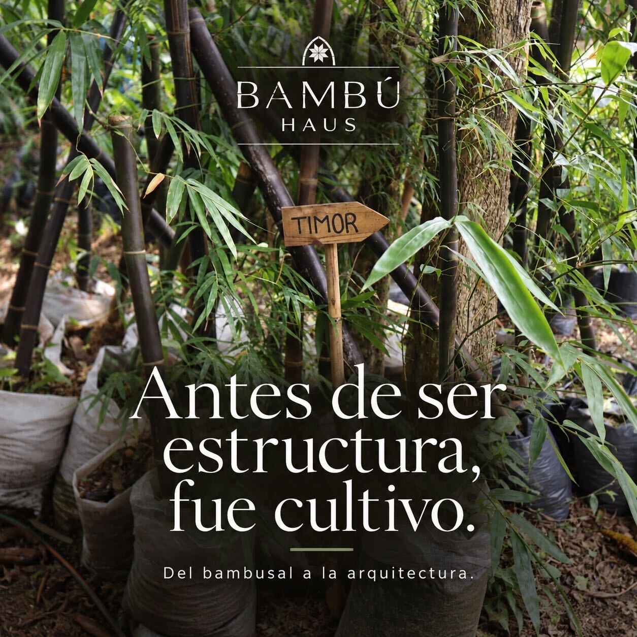 Antes de ser estructura, fue cultivo.
