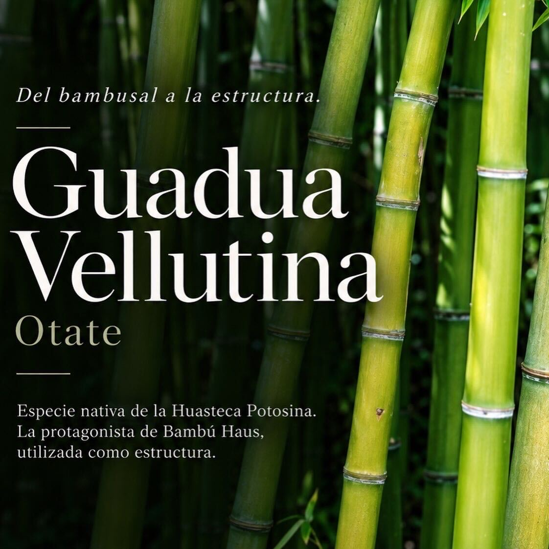 Guadua Vellutina · Otate