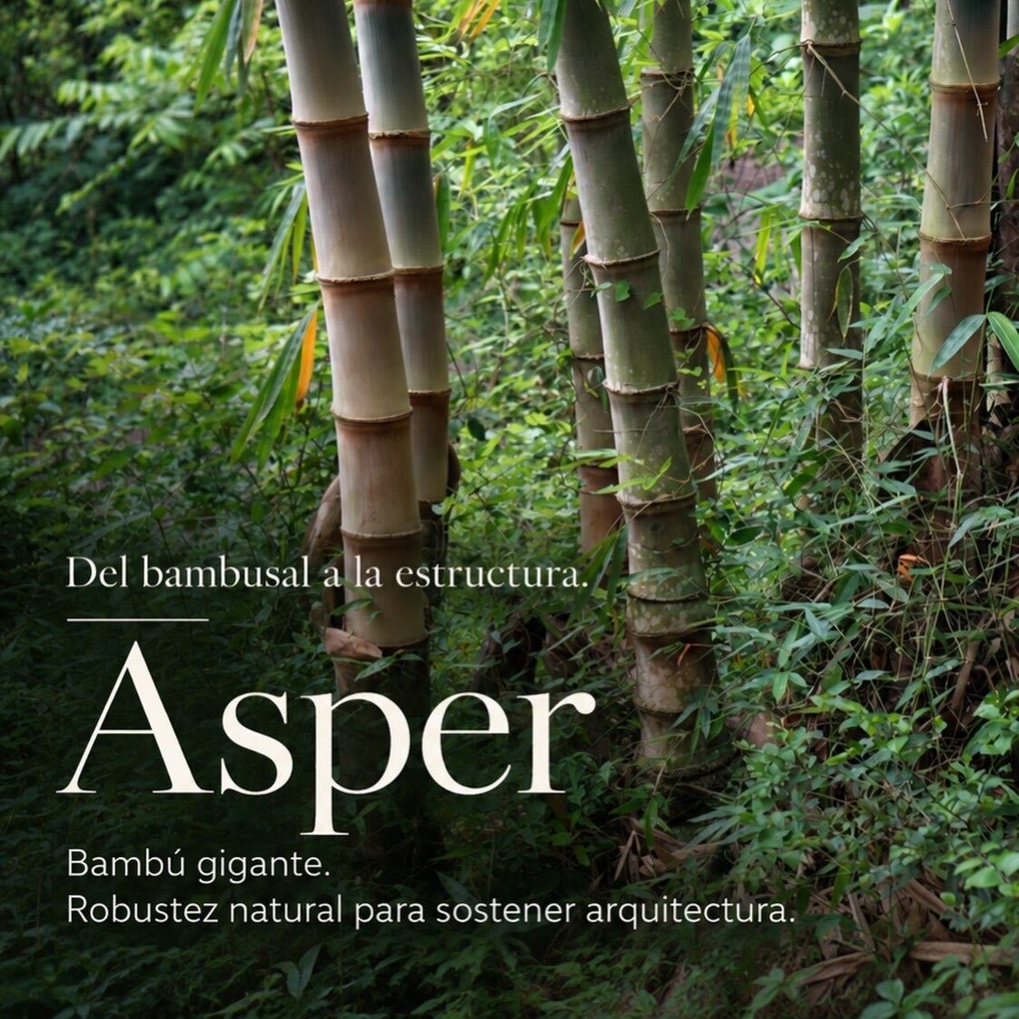Asper · bambú gigante