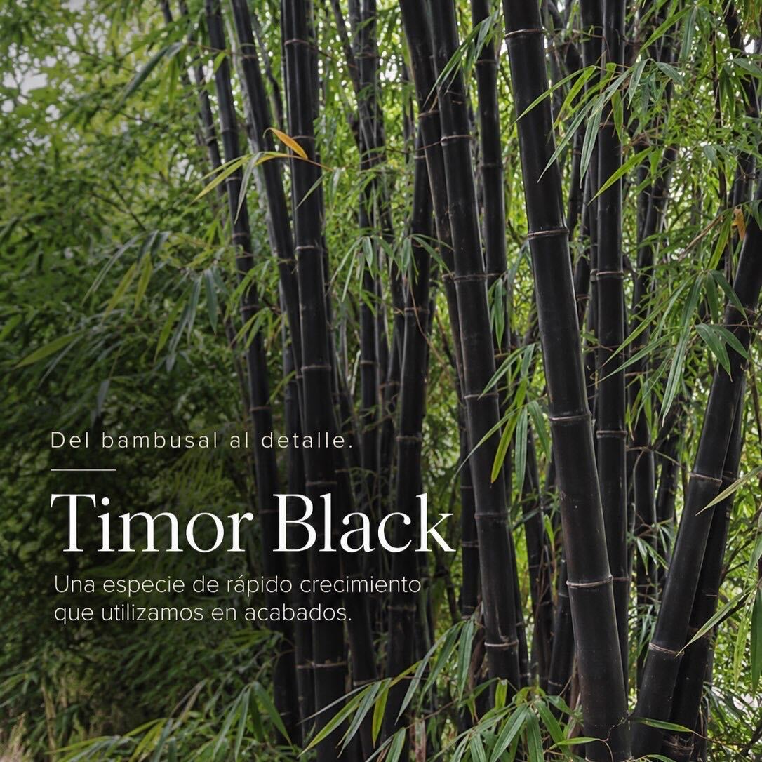 Timor Black