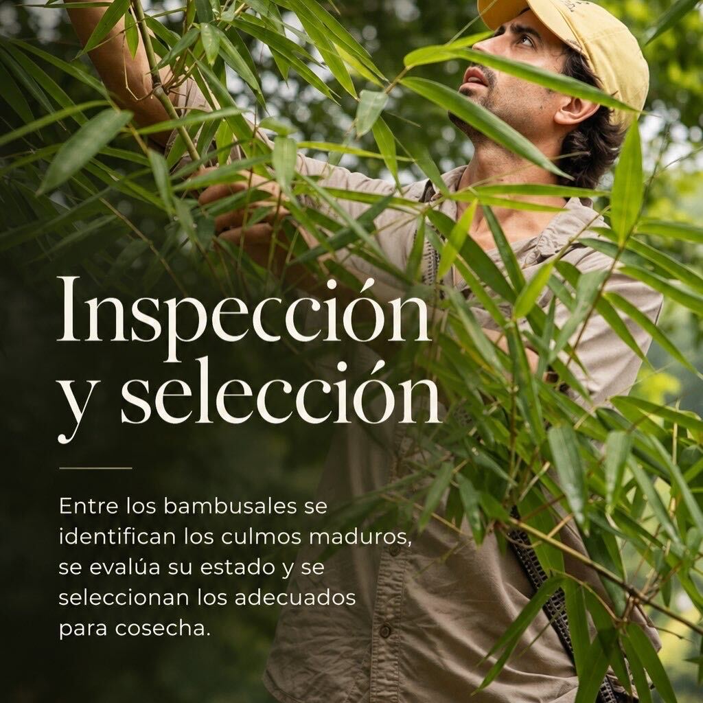 Inspección y selección