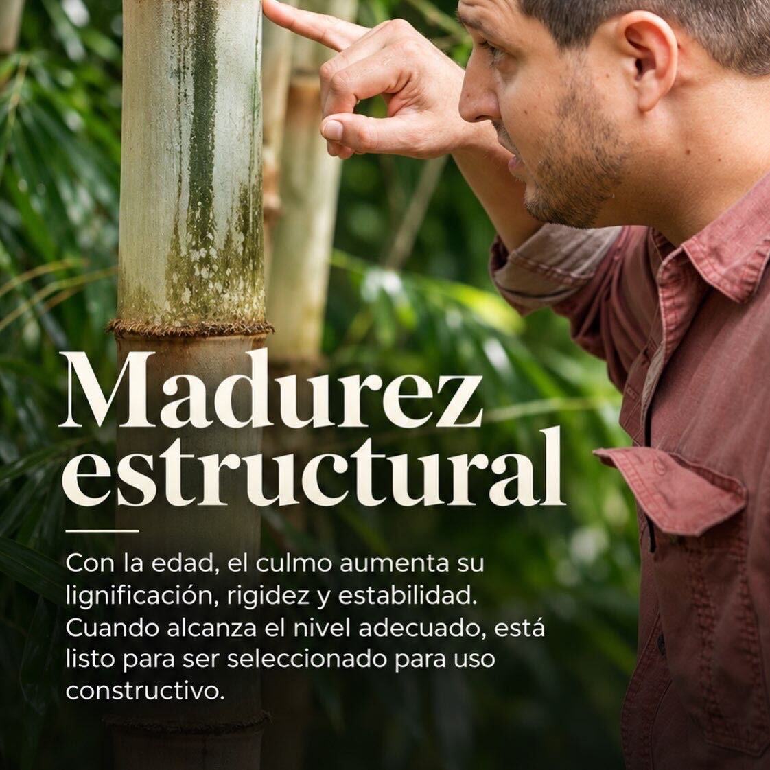 Madurez estructural